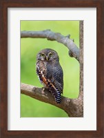 Jungle Owlet, Bandhavgarh National Park, Umaria District, India Fine Art Print