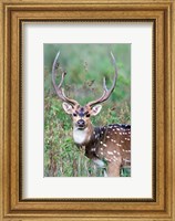 Spotted Deer,Kanha National Park, Madhya Pradesh, India Fine Art Print