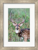 Spotted Deer,Kanha National Park, Madhya Pradesh, India Fine Art Print