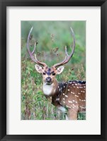 Spotted Deer,Kanha National Park, Madhya Pradesh, India Fine Art Print