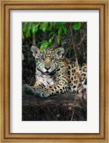 Jaguar, Pantanal Wetlands, Brazil Fine Art Print