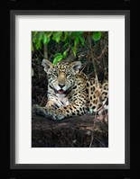 Jaguar, Pantanal Wetlands, Brazil Fine Art Print