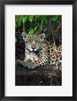 Jaguar, Pantanal Wetlands, Brazil Fine Art Print