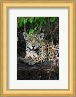 Jaguar, Pantanal Wetlands, Brazil Fine Art Print