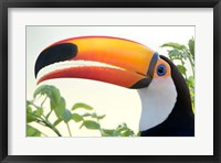 Toco toucan (Ramphastos toco), Pantanal Wetlands, Brazil Fine Art Print