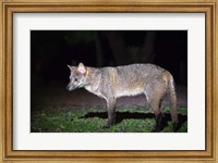 Crab-Eating Fox, Pantanal Wetlands, Brazil Fine Art Print