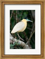 Capped Heron, Pantanal Wetlands, Brazil Fine Art Print