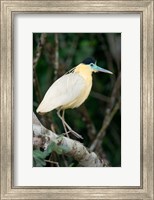 Capped Heron, Pantanal Wetlands, Brazil Fine Art Print