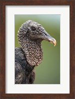 Black Vulture, Pantanal Wetlands, Brazil Fine Art Print