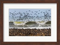 Cape Fur Seals, Cape Cross, Namibia Fine Art Print