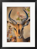 Black-Faced Impala, Etosha National Park, Namibia Fine Art Print