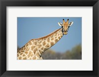 Southern Giraffe, Etosha National Park, Namibia Fine Art Print