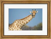 Southern Giraffe, Etosha National Park, Namibia Fine Art Print