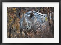 Black Rhinoceros, Etosha National Park, Namibia Fine Art Print