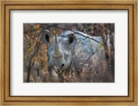 Black Rhinoceros, Etosha National Park, Namibia Fine Art Print