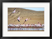 Greater Flamingos, Namibia Fine Art Print