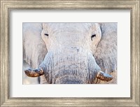 African Elephant, Etosha National Park, Namibia Fine Art Print