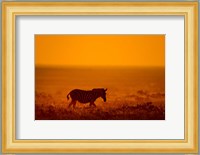 Zebra in a Field, Etosha National Park, Namibia Fine Art Print