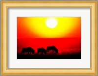 Wildebeests, Etosha National Park, Namibia Fine Art Print