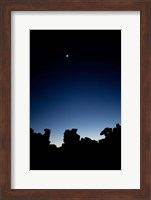 Quiver Tree Forest at Night, Namibia Fine Art Print