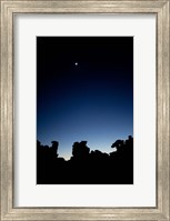 Quiver Tree Forest at Night, Namibia Fine Art Print