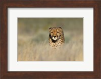Cheetah, Etosha National Park, Namibia Fine Art Print