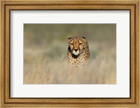 Cheetah, Etosha National Park, Namibia Fine Art Print