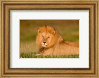 African Lion, Ndutu, Ngorongoro Conservation Area, Tanzania Fine Art Print