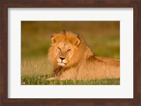 African Lion, Ndutu, Ngorongoro Conservation Area, Tanzania Fine Art Print