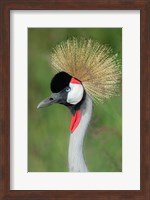 Grey Crowned Crane, Ngorongoro Crater, Tanzania Fine Art Print