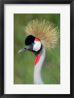 Grey Crowned Crane, Ngorongoro Crater, Tanzania Fine Art Print