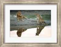 African Lion and Lioness, Ngorongoro Conservation Area, Tanzania Fine Art Print