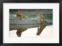 African Lion and Lioness, Ngorongoro Conservation Area, Tanzania Fine Art Print