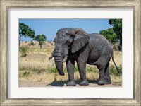 African Elephant, Ndutu, Ngorongoro Conservation Area, Tanzania Fine Art Print