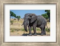 African Elephant, Ndutu, Ngorongoro Conservation Area, Tanzania Fine Art Print