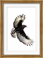 Long-Crested Eagle, Ndutu, Ngorongoro Conservation Area, Tanzania Fine Art Print