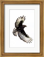 Long-Crested Eagle, Ndutu, Ngorongoro Conservation Area, Tanzania Fine Art Print