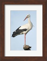 White Stork, Ndutu, Ngorongoro Conservation Area, Tanzania Fine Art Print