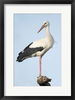 White Stork, Ndutu, Ngorongoro Conservation Area, Tanzania Fine Art Print