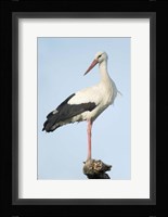 White Stork, Ndutu, Ngorongoro Conservation Area, Tanzania Fine Art Print