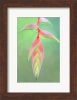 Heliconia Flower, Sarapiqui, Costa Rica Fine Art Print