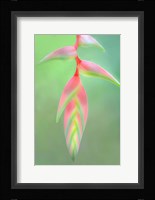 Heliconia Flower, Sarapiqui, Costa Rica Fine Art Print
