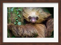 Two-Toed Sloth, Tortuguero, Costa Rica Fine Art Print