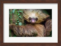 Two-Toed Sloth, Tortuguero, Costa Rica Fine Art Print