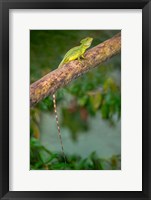 Plumed Basilisk, Costa Rica Fine Art Print