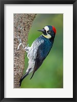 Acorn Woodpecker, Costa Rica Fine Art Print