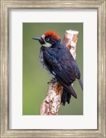 Black Acorn Woodpecker, Savegre, Costa Rica Fine Art Print