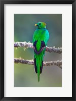 Bird on a Branch, Savegre, Costa Rica Fine Art Print