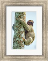 Three-Toed Sloth, Sarapiqui, Costa Rica Fine Art Print