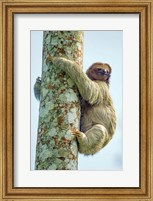Three-Toed Sloth, Sarapiqui, Costa Rica Fine Art Print